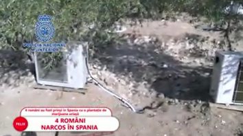 Patru români, prinși în Spania cu o plantație care l-ar face invidios și pe Escobar