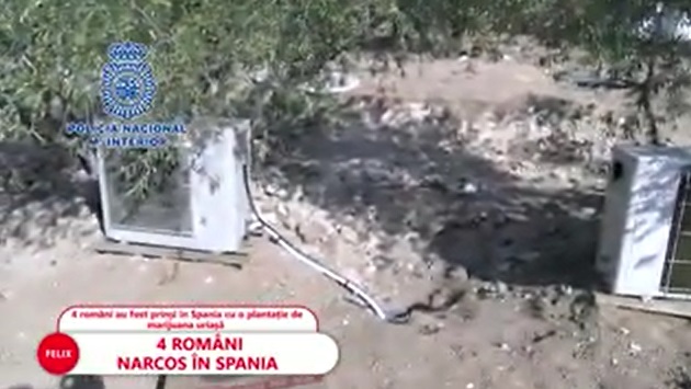 Patru români, prinși în Spania cu o plantație care l-ar face invidios și pe Escobar