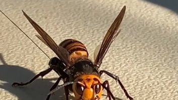 Viespi uriașe, lângă Seattle.  Insectele pot ajunge la o lungime de până la 5 centimetri