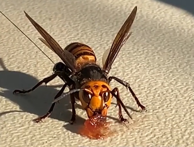 Viespi uriașe, lângă Seattle.  Insectele pot ajunge la o lungime de până la 5 centimetri