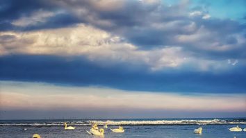 Video. Golful Turcului din Eforie Sud a devenit de zece ani „Golful Lebedelor”