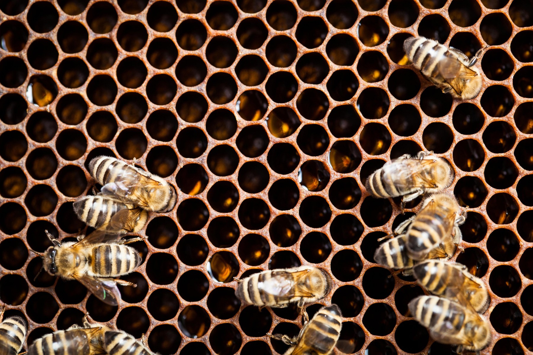 Apiary, aplicatia apicultorilor. Un IT-ist a combinat tehnologia cu crescutul albinelor