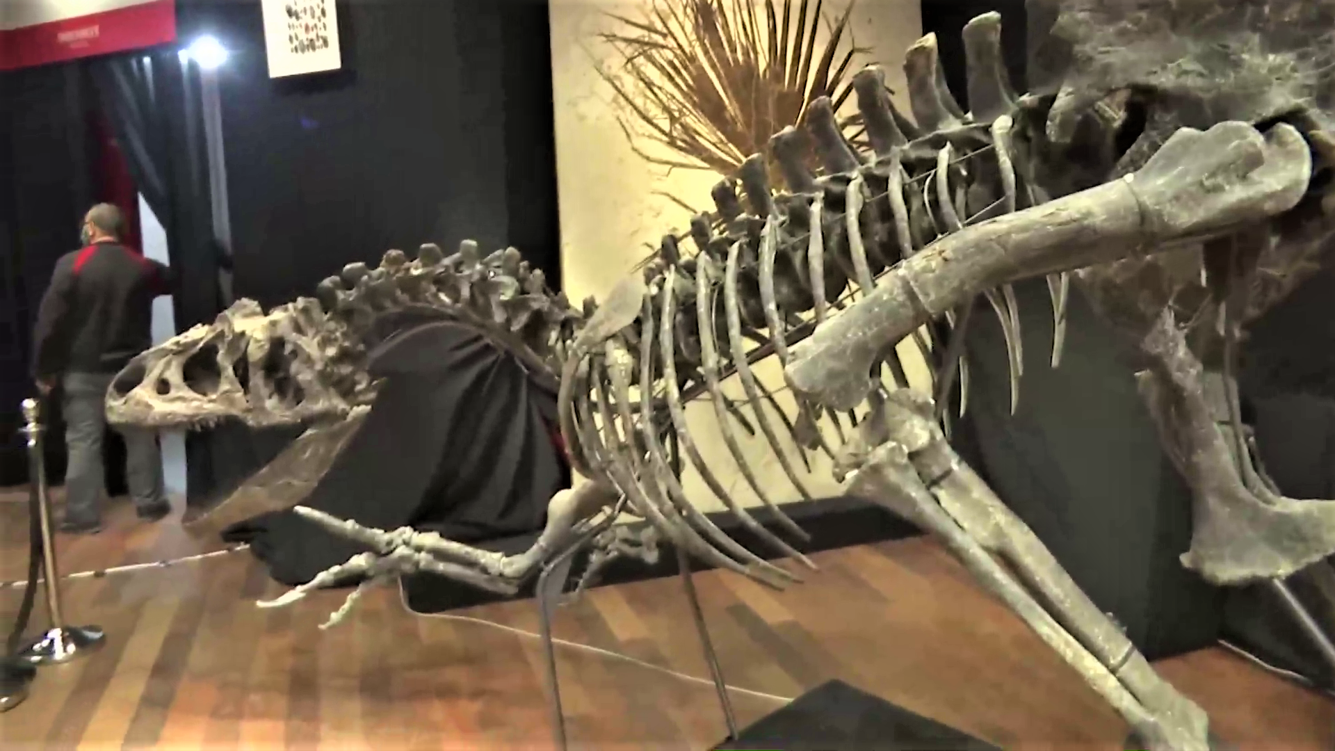 Rămășițele unui alozaur, strămoșul temutului T-Rex, vândute pe o sumă impresionantă