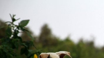 Studiu. Cel mai bun prieten al omului, câinele, este şi cel mai vechi partener