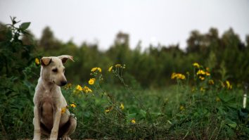 Polițiștii din Brașov vor să rezolve problema câinilor și pisicilor abandonate