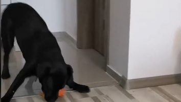 Afacere de succes în pandemie. Doi studenți fac cadouri personalizate pentru câini. Cât costă