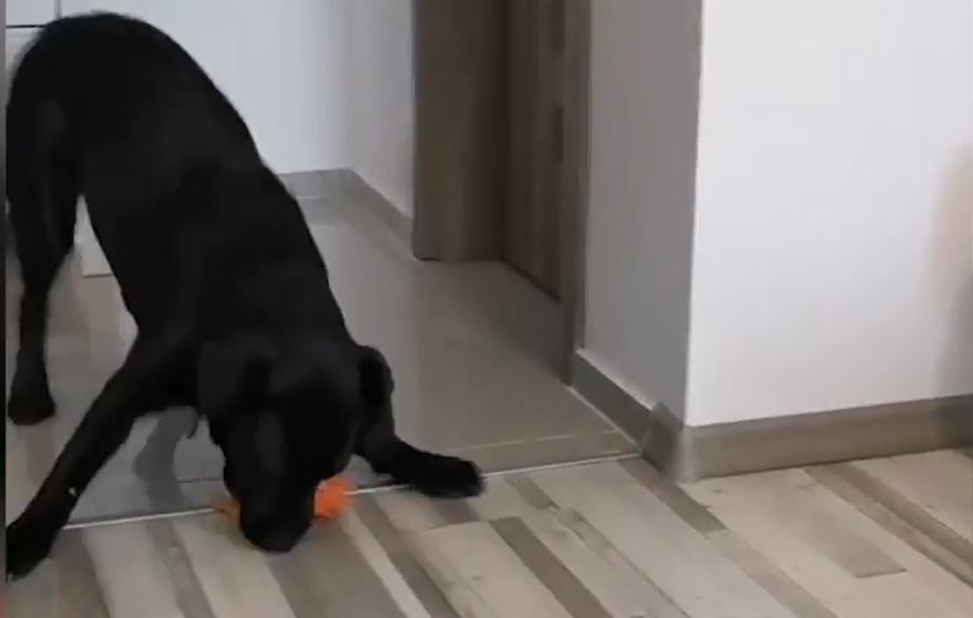 Afacere de succes în pandemie. Doi studenți fac cadouri personalizate pentru câini. Cât costă