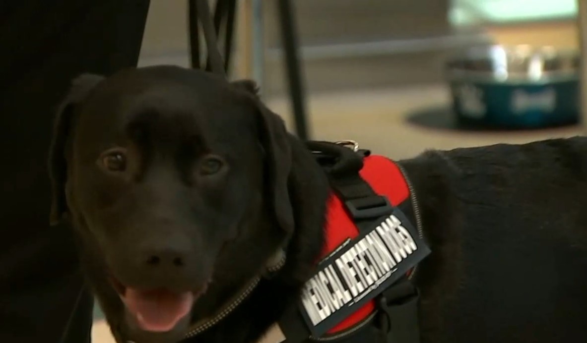 Câinii care „miros” COVID-19. Demonstrație în fața Ducesei Camilla