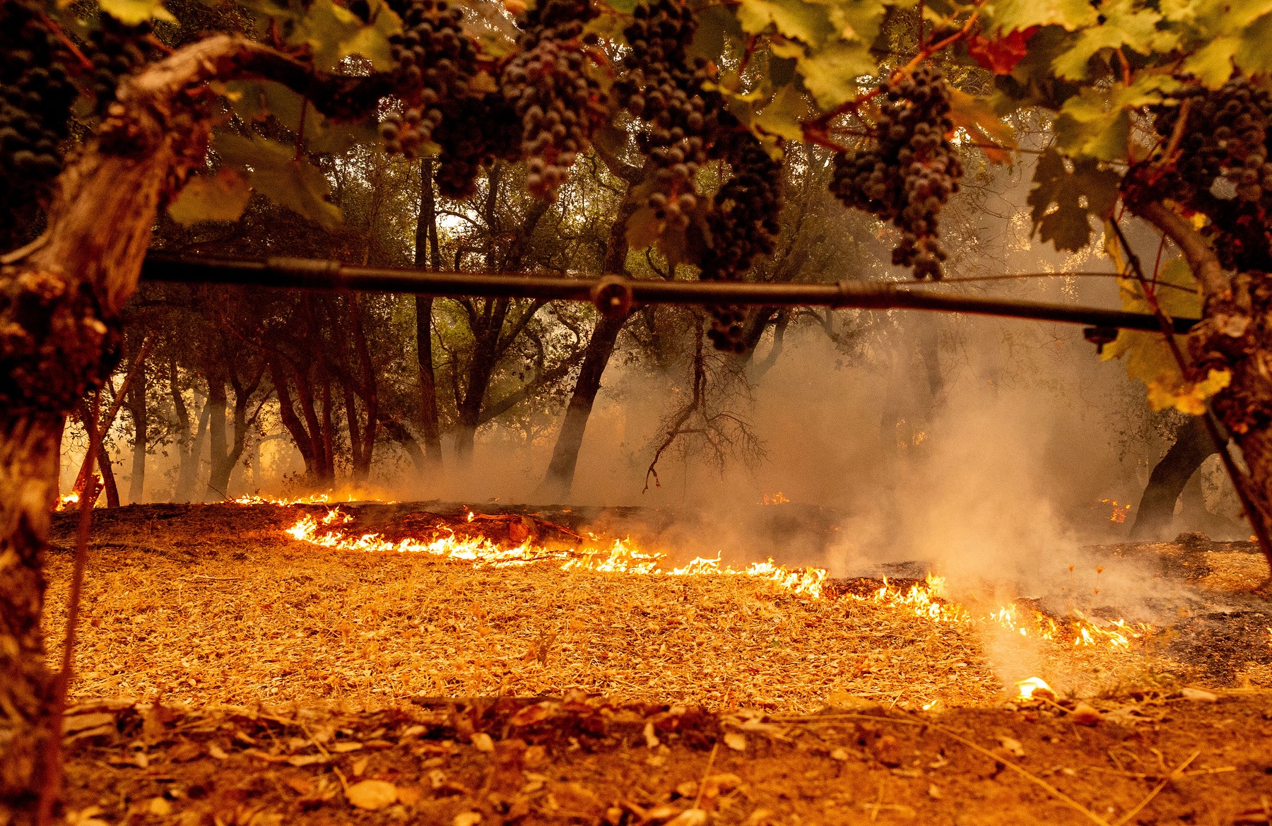 Flăcările din California au scăpat de sub control: 70.000 de oameni au fost evacuați