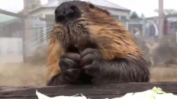 Un castor face „ravagii” pe internet. Clipul care te poate ajuta să scapi de stres