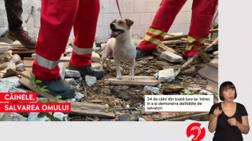 Zeci de câini se întrec pentru a-și demonstra abilitățile de salvatori