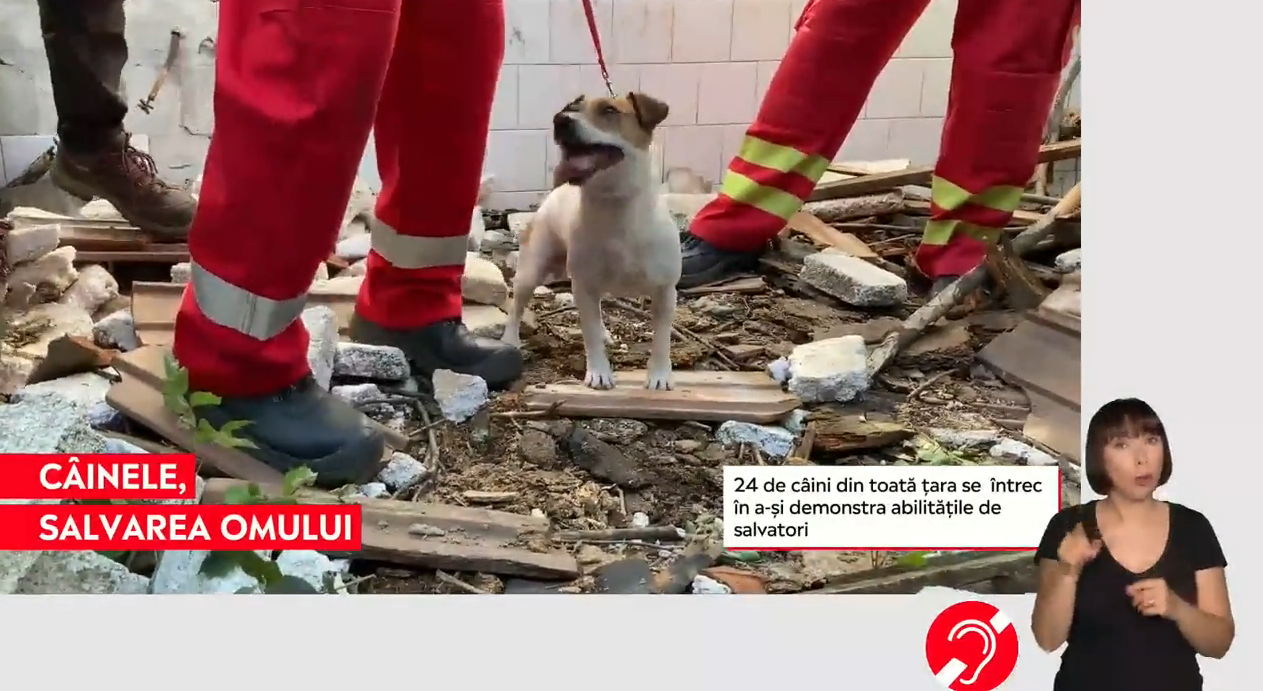 Zeci de câini se întrec pentru a-și demonstra abilitățile de salvatori