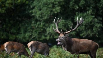E perioada de împerechere a cerbilor. Au un ritual cu răgete specifice, numit ,,boncănit”