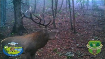 Cerbi care se duelează în Pădurile Brașovului. În octombrie, cerbii își curtează femelele. Video