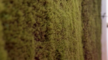 Copaci ultra moderni la Cluj-Napoca. Aer filtrat cu ajutorul lichenilor