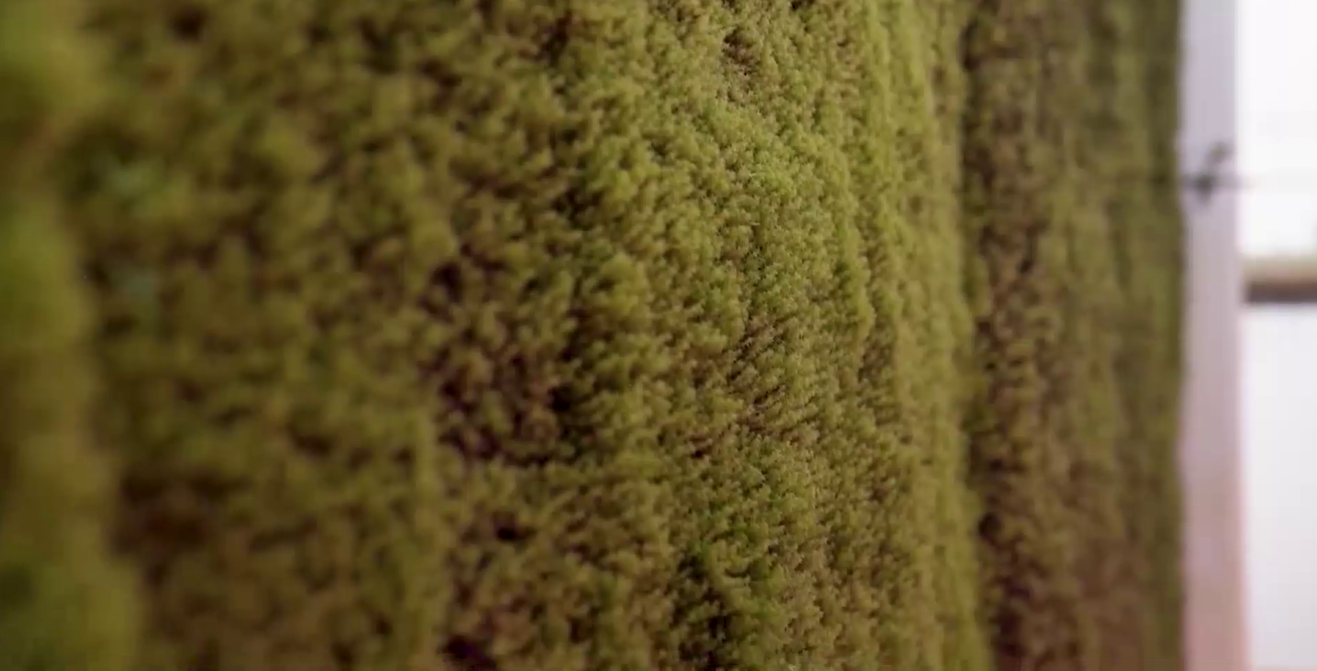 Copaci ultra moderni la Cluj-Napoca. Aer filtrat cu ajutorul lichenilor