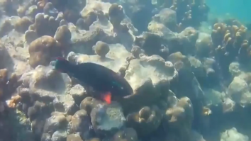 Marea Barieră din Australia a pierdut 50% din populația de corali