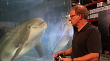 Delfinul robot, invenția care ar putea elibera delfinii din parcurile tematice