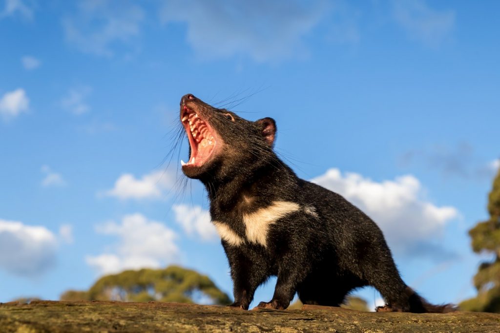diavol-tasmanian