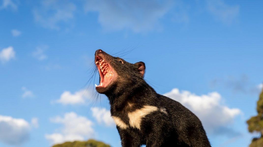 diavol-tasmanian