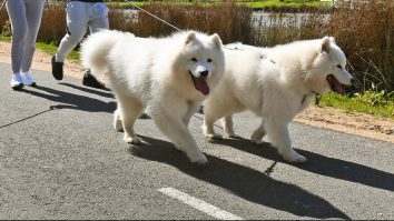 Autoritățile din Tel Aviv cer proprietarilor de câini să înregistreze la primărie mostre din ADN-ul animalului de companie