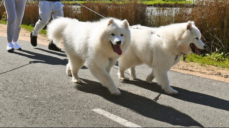 Autoritățile din Tel Aviv cer proprietarilor de câini să înregistreze la primărie mostre din ADN-ul animalului de companie