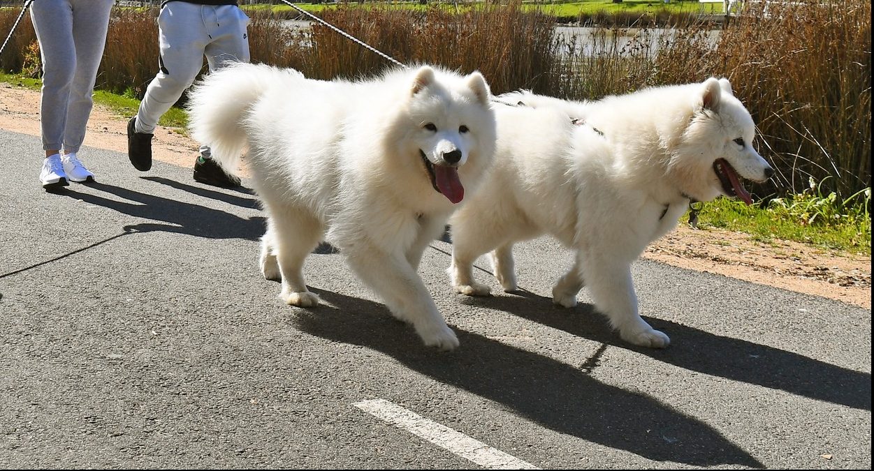 Autoritățile din Tel Aviv cer proprietarilor de câini să înregistreze la primărie mostre din ADN-ul animalului de companie