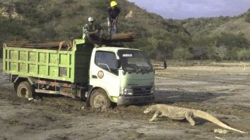 „Jurassic Park” în Indonezia. Poza care a stârnit controverse: un dragon Komodo vs un camion
