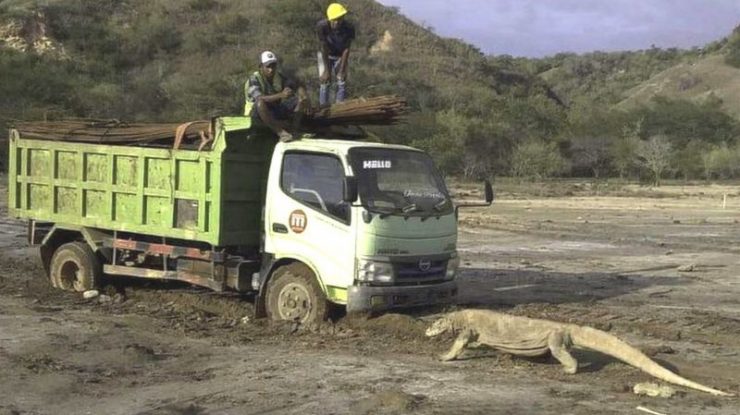 „Jurassic Park” în Indonezia. Poza care a stârnit controverse: un dragon Komodo vs un camion