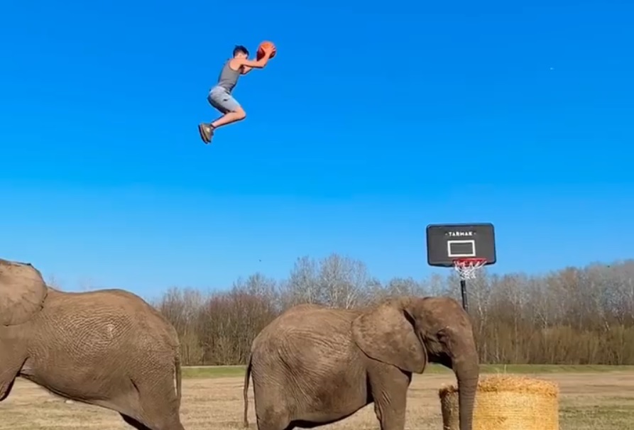 Slam dunk de pe elefanți. Un acrobat din SUA a devenit celebru după o execuție marca Jordan