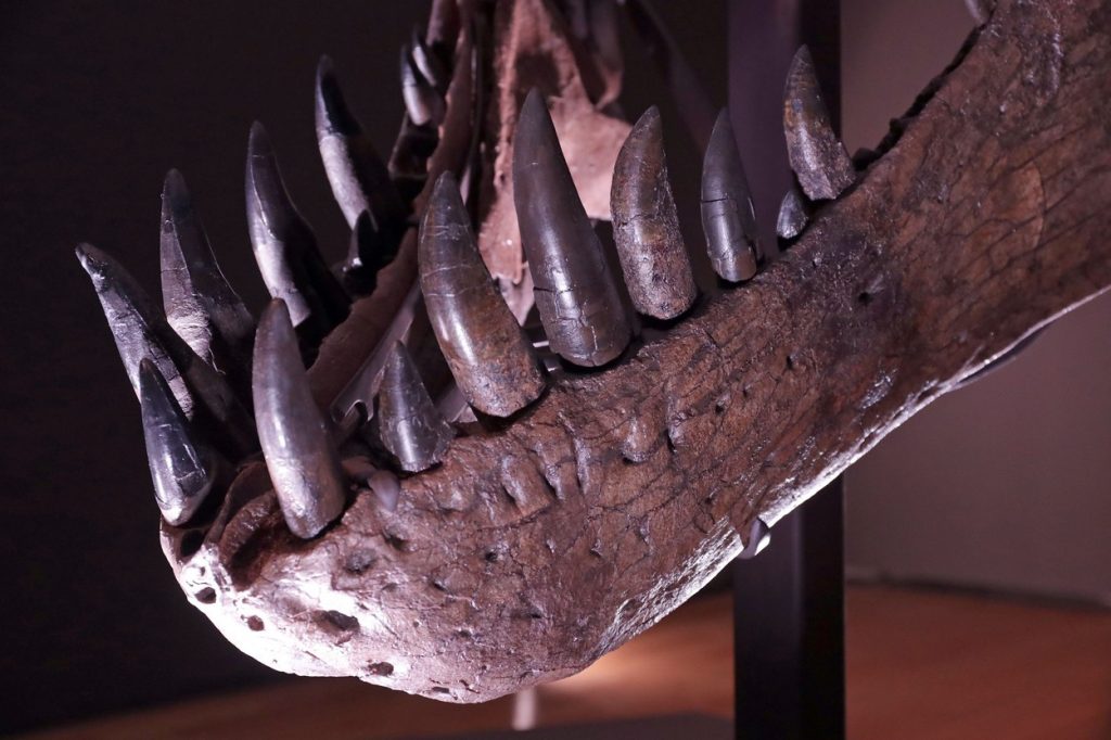 Suma record pentru care a fost vândută o fosilă găsită acum 28 de ani