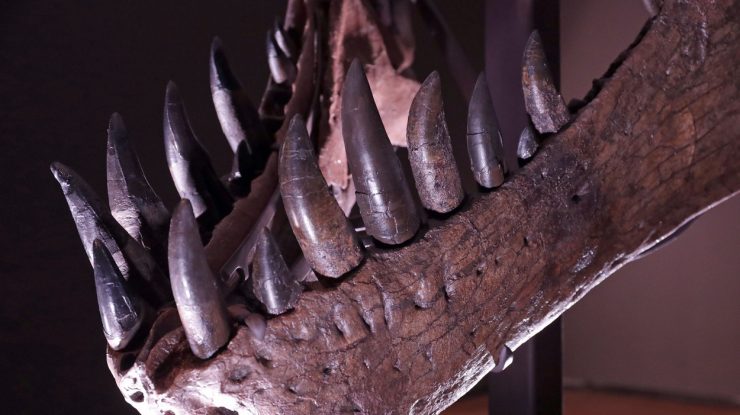 Suma record pentru care a fost vândută o fosilă găsită acum 28 de ani