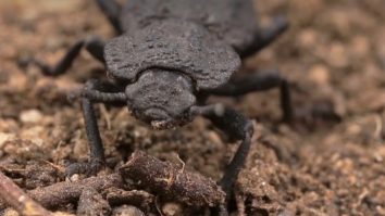 gandac-fier-zopherinae