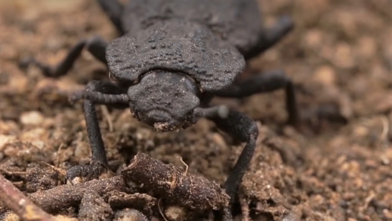 Cea mai rezistentă vietate. Supraviețuiește chiar și după ce a fost călcat de o mașină