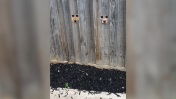 Viral pe TikTok. O femeie din Australia a făcut găuri în gard ca să fie văzută de căței când vine acasă