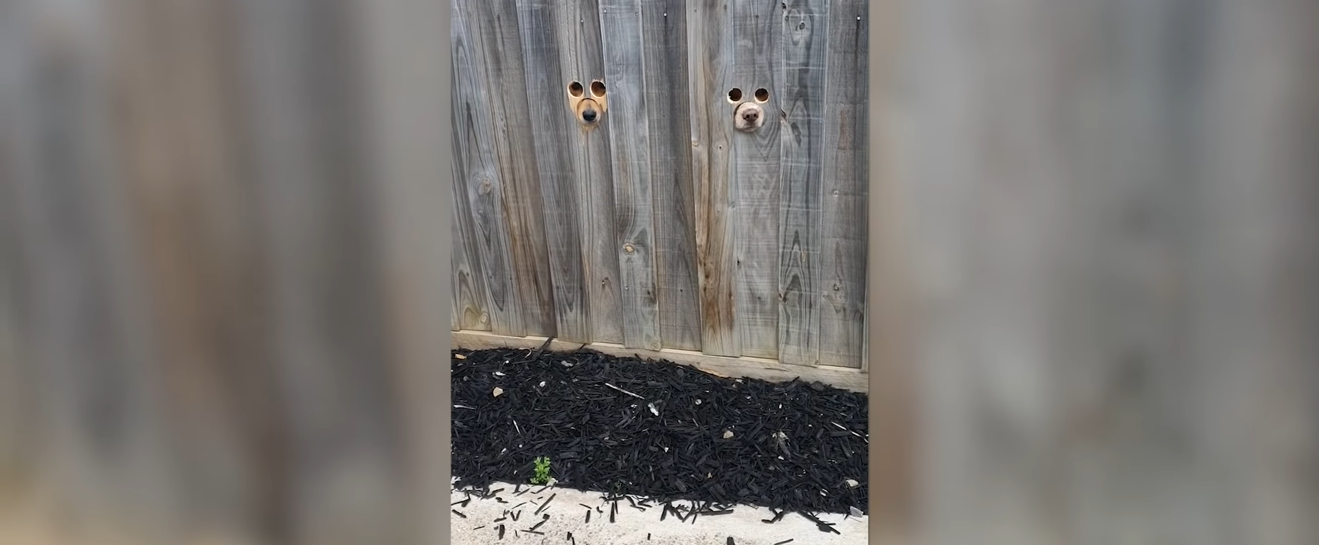 Viral pe TikTok. O femeie din Australia a făcut găuri în gard ca să fie văzută de căței când vine acasă