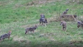 Imagini rare. O haită de lupi a fost surprinsă în pădurile din Neamț. VIDEO