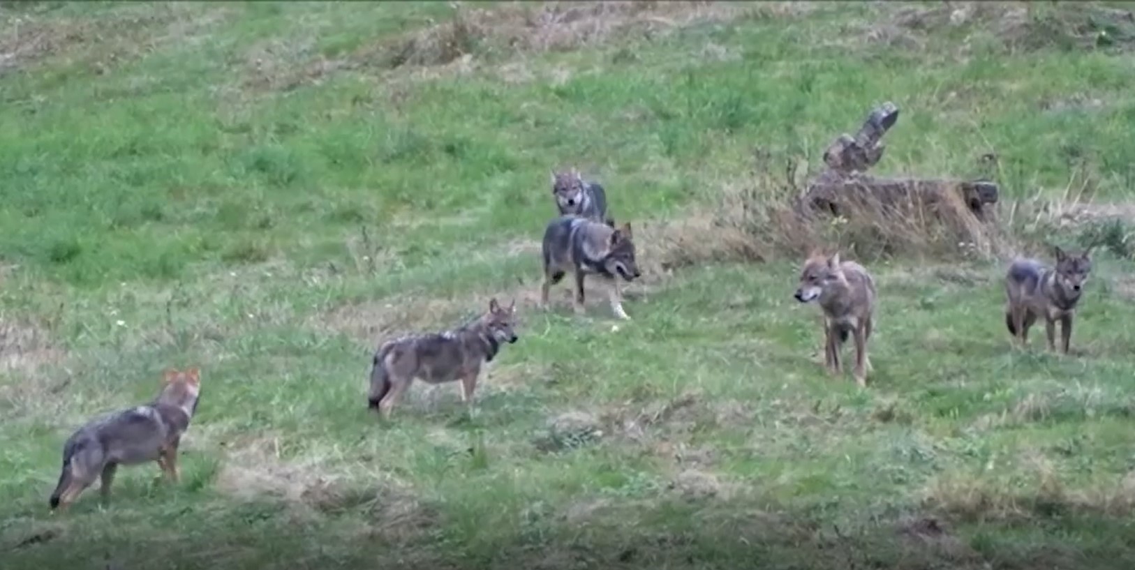 within On the verge Intact Imagini rare. O haită de lupi a fost surprinsă în pădurile din Neamț. VIDEO