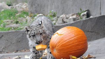 Petrecere de Halloween pentru animalele de la grădina zoologică