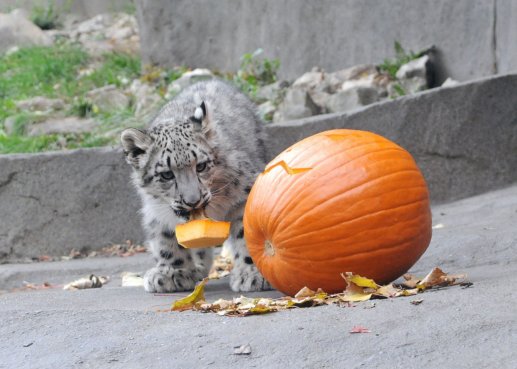 Petrecere de Halloween pentru animalele de la grădina zoologică