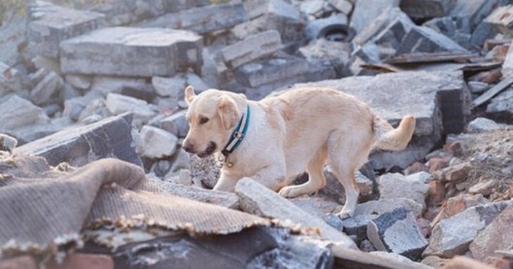 Salvatorii patrupezi. Un labrador așteaptă ca stăpânul lui să fie scos de sub dărâmături în Izmir