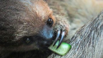 Ziua internațională a leneșului. Care este rolul său în ecosistem