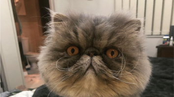 Motanul Oscar, cel mai simpatic motan de pe Instagram. Are 2,500 de urmăritori