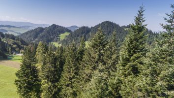 Pădurile ar putea fi salvate cu ajutorul dronelor