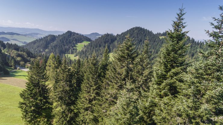 Pădurile ar putea fi salvate cu ajutorul dronelor