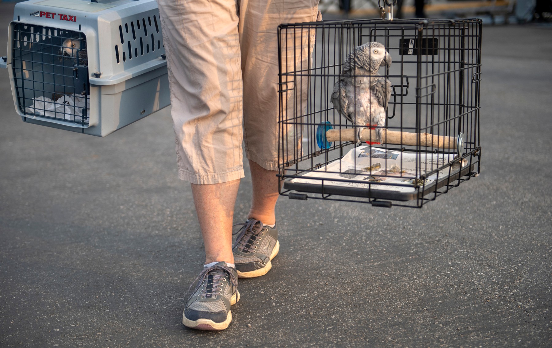 Poliția din Brazilia a salvat 166 de papagali transportați ilegal într-un portbagaj