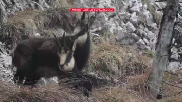 Tandrețuri în văzul lumii. Cum își iubește un ied mama