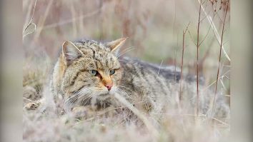 Video. Pisică săbatică surprinsă la vânătoare în Parcul Național Semenic