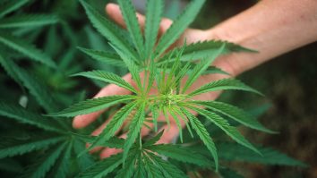 Primul miting pentru legalizarea cannabisului s-a ținut la Sibiu, însă fără prea mulți participanți