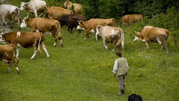 Fermierii își vând vacile pe OLX: „M-am întors din străinătate să investesc aici, dar degeaba”